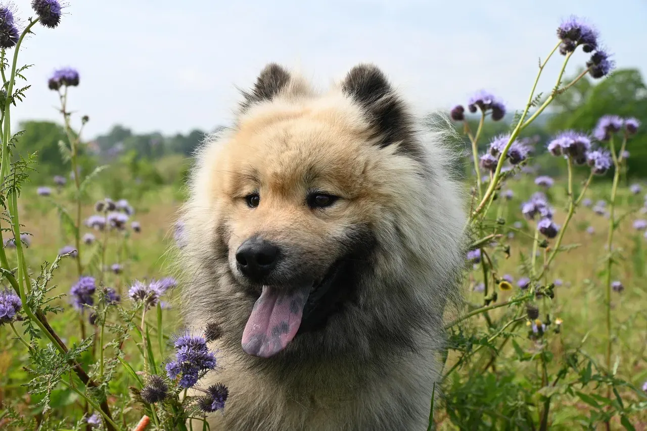 Now for the Good News: 5 Breeds That Are Surprisingly Easy (Image Credits: Pixabay)
