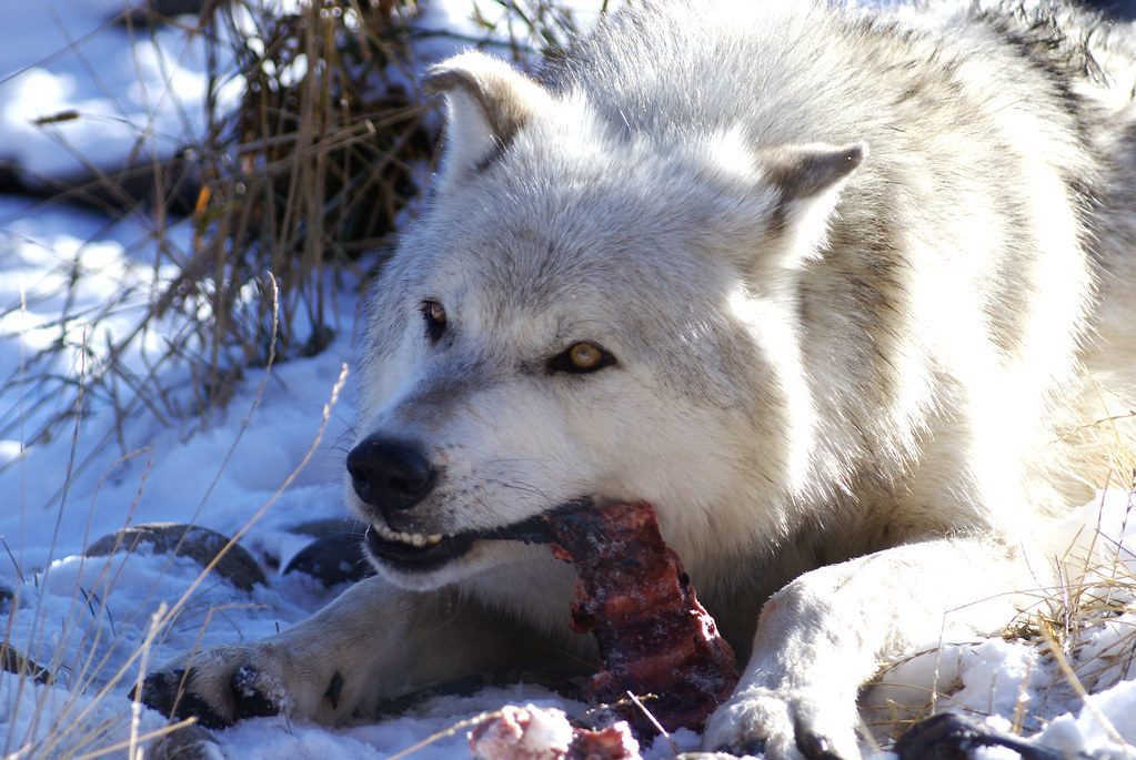 The Wolf Within: Ancient Instincts at Your Dog's Bowl (Image Credits: Flickr)