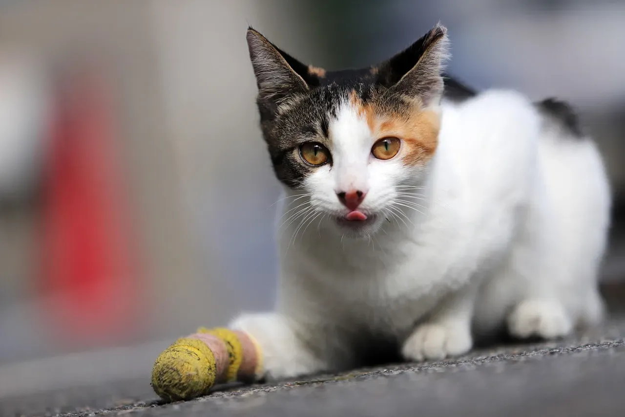 #10. Unusual Aggression or Sudden Irritability (Image Credits: Pixabay)