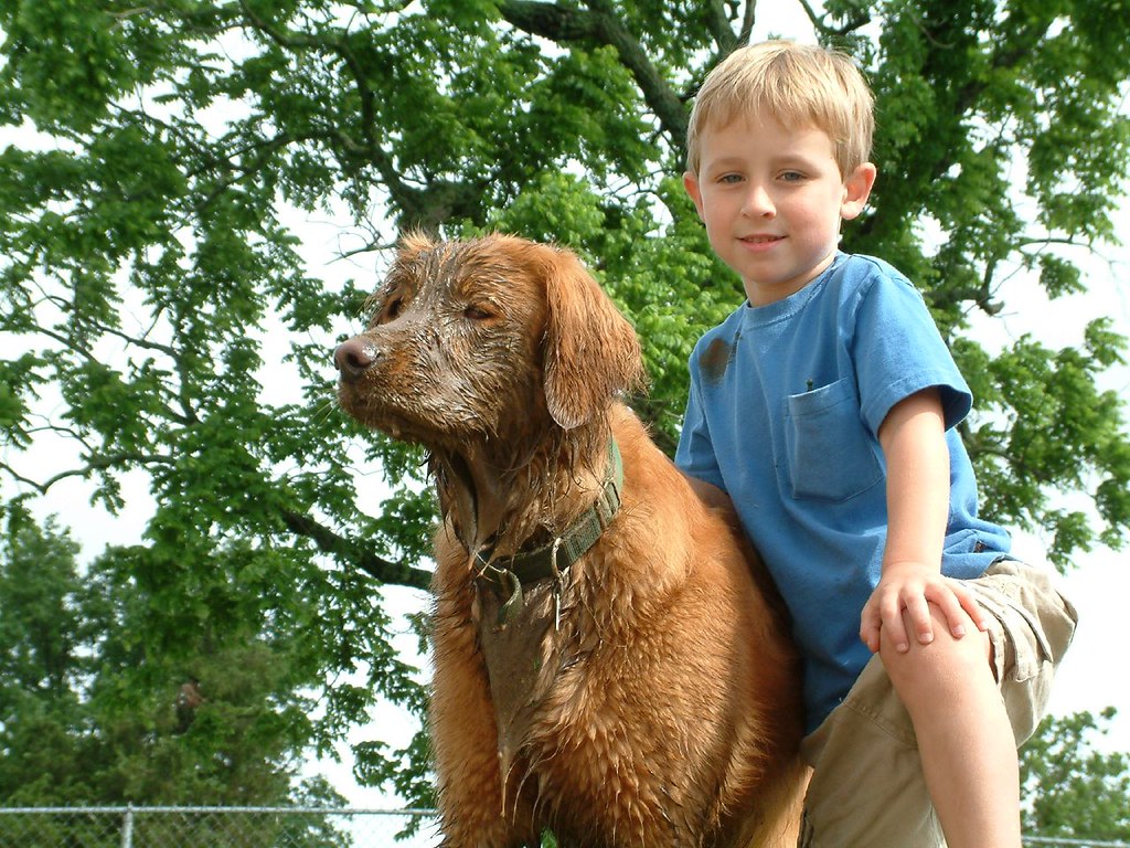 The Golden Retriever: The Well-Rounded Favorite (Image Credits: Flickr)