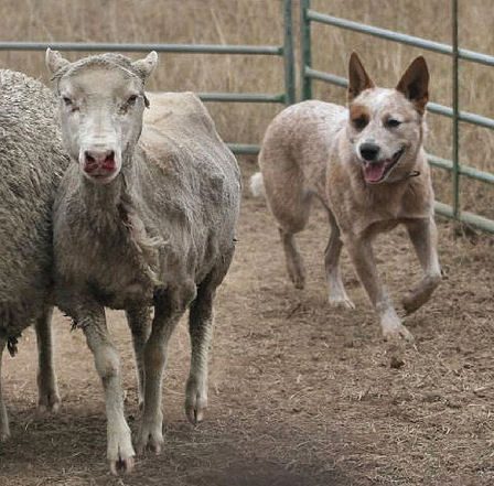 What Herding Behavior Actually Looks Like (Image Credits: Wikimedia)