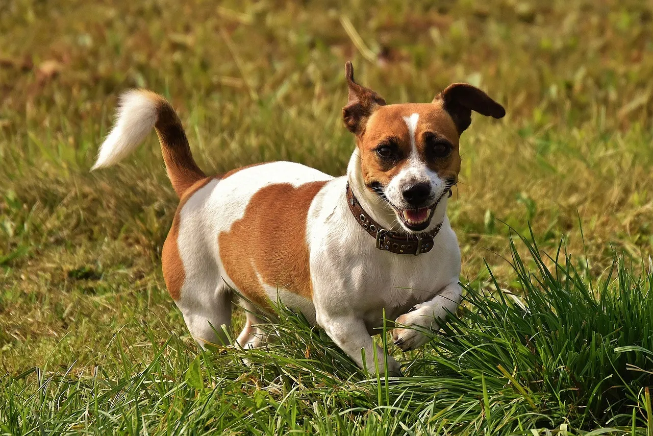 8. Jack Russell Terrier (Image Credits: Pixabay)