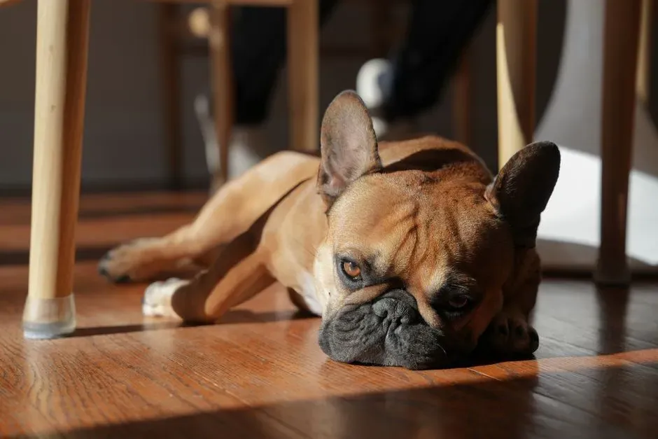 Living Situation, Noise, and Family Fit (Image Credits: Pexels)