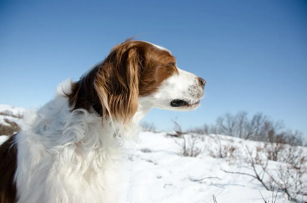 What Air Sniffing Reveals About Your Dog’s Personality and Confidence (Andrea Pokrzywinski, Flickr, CC BY 2.0)