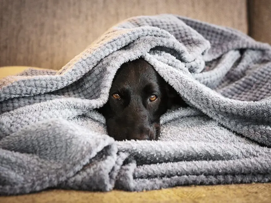 Try an Anxiety Wrap or ThunderShirt (Image Credits: Pexels)