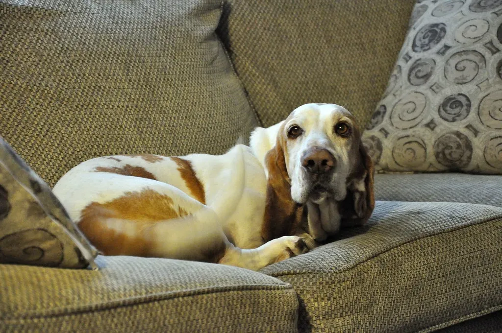 Basset Hound: The Surprising Couch Companion (Image Credits: Flickr)
