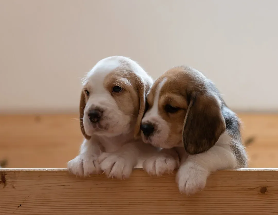 Beagle (Image Credits: Unsplash)