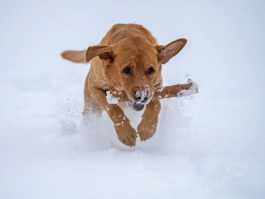 4. Energy Levels Swing: Zoomies or Total Couch Potato (Image Credits: Pexels)