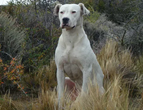 Dogo Argentino (Image Credits: Wikimedia)