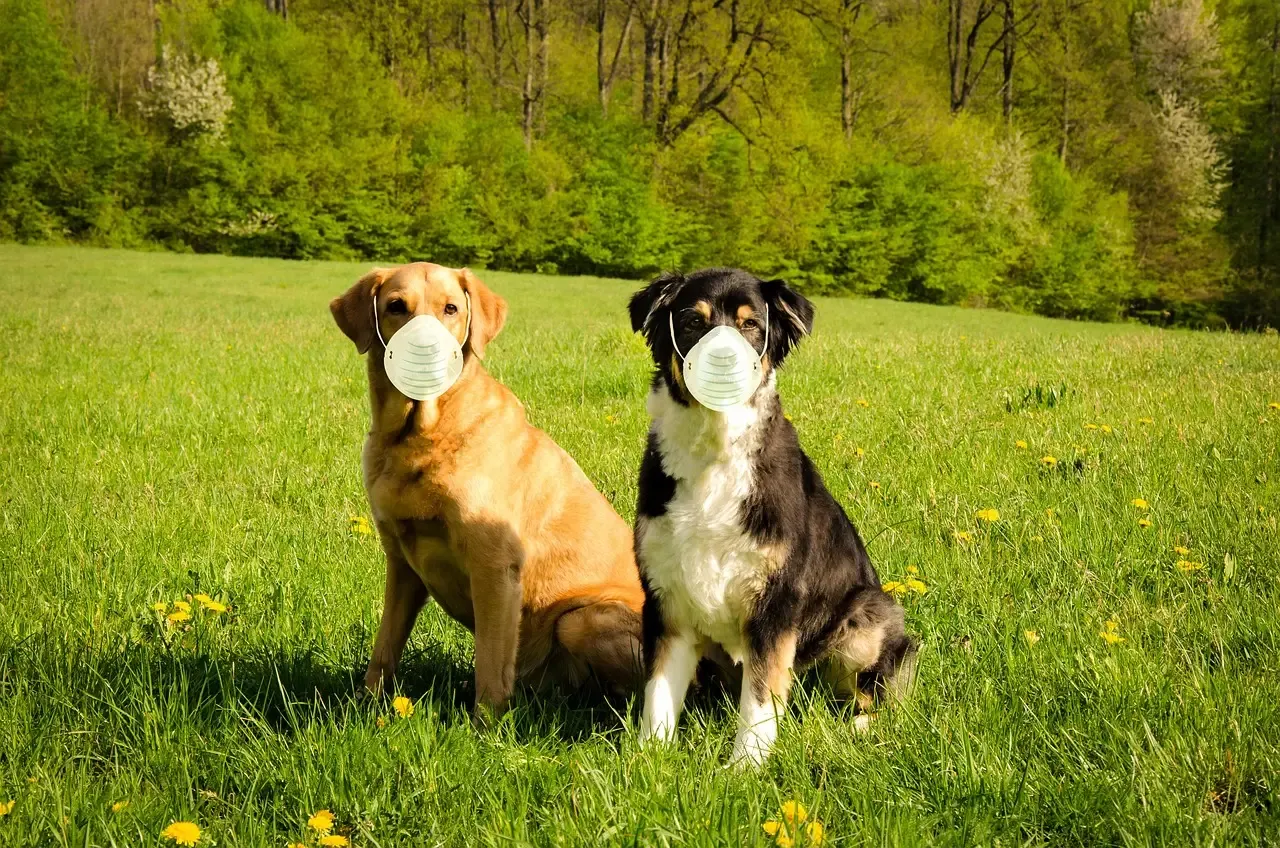 Breed Differences and Individual Personalities (Image Credits: Pixabay)