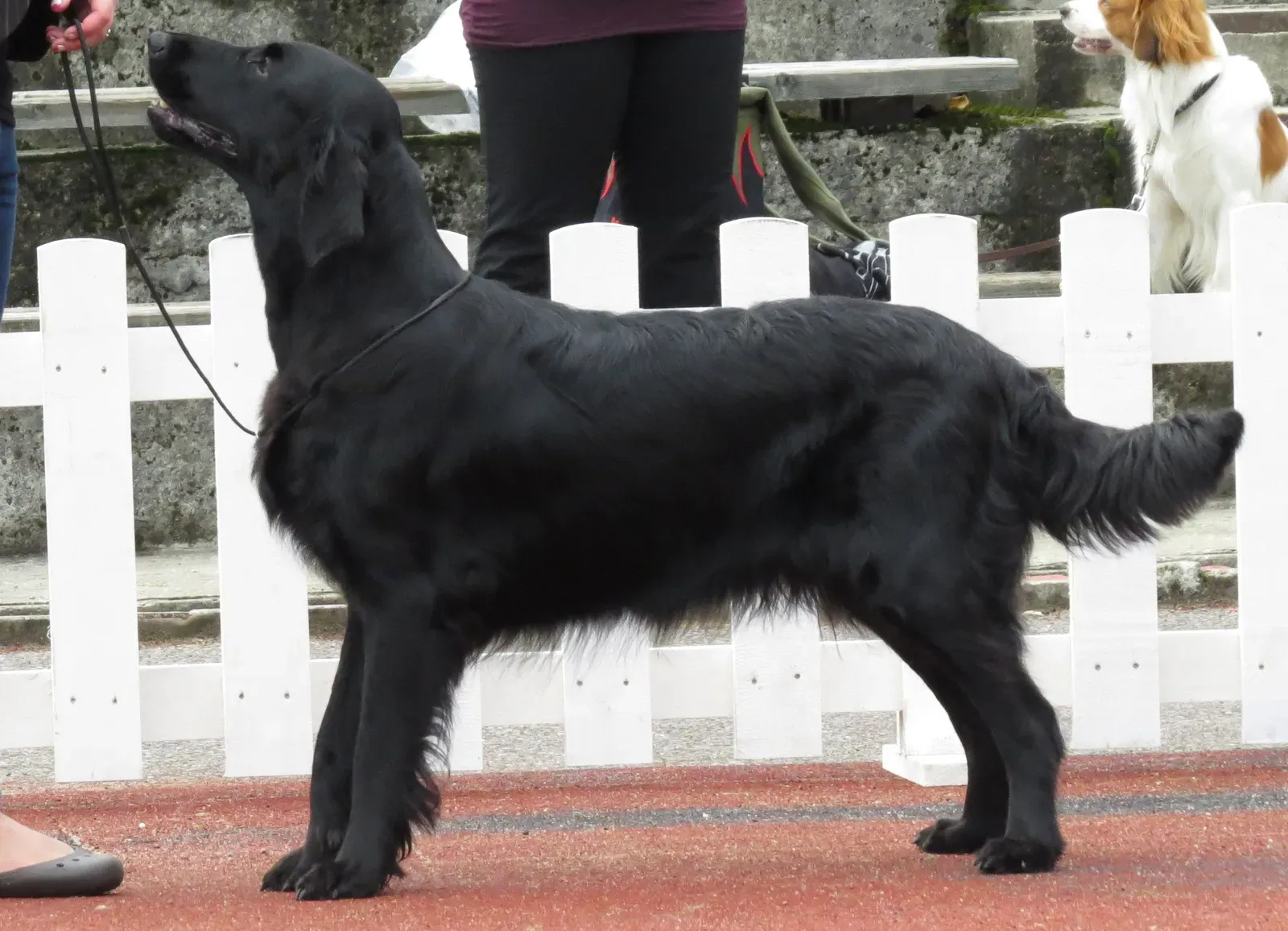 Flat-Coated Retriever: The Underrated Gentle Giant (Image Credits: Wikimedia)