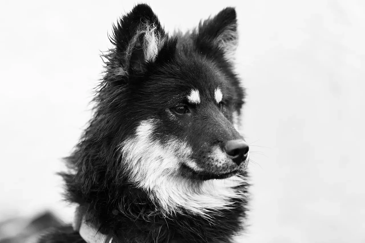 Domestication Tuned Dogs’ Brains To Human Social Cues (Image Credits: Pixabay)