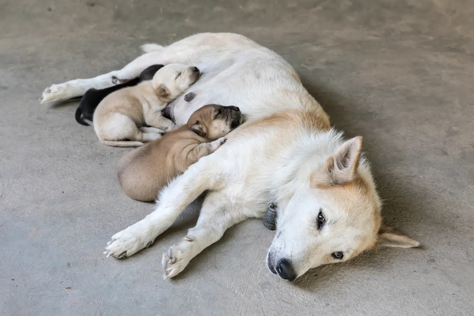 Conclusion (Image Credits: Wikimedia)