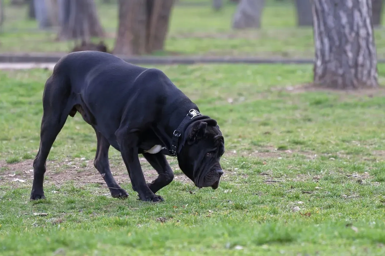 How to Turn Sniff Breaks Into Connection, Not Conflict (Image Credits: Pixabay)