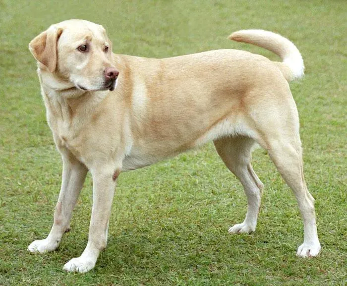 #3 - Accepting That Your Social Life Now Revolves Around Your Dog (By derivative work: Djmirko (talk)wereweweewewewg.jpg, CC BY-SA 3.0)