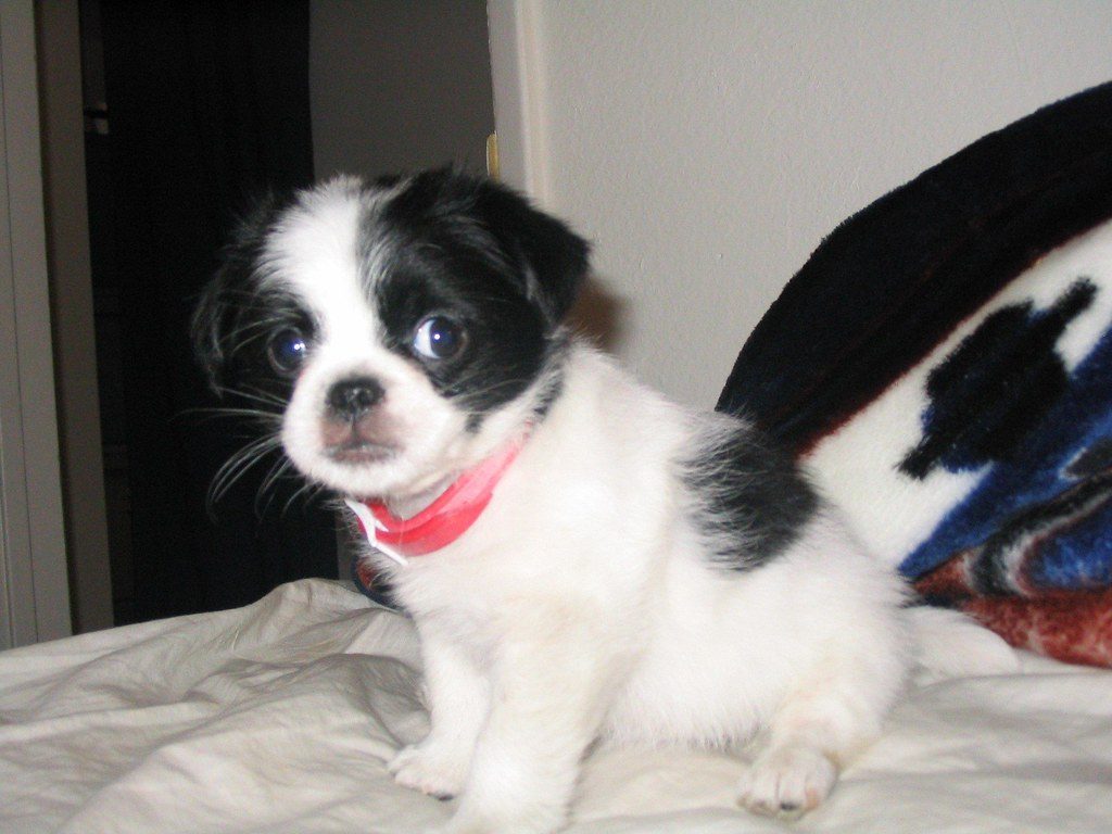 Japanese Chin: Cat-Like and Calm (Image Credits: Flickr)