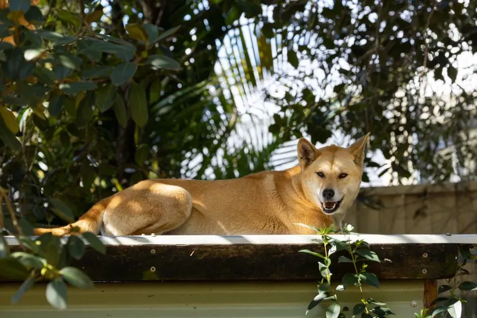 Capricorn: The New Guinea Singing Dog (Image Credits: Pexels)