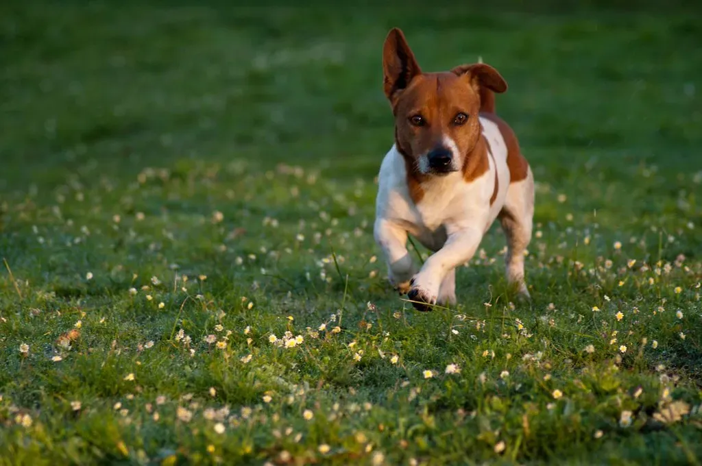 Aries: The Energetic Trailblazer (wesleynitsckie, Flickr, CC BY-SA 2.0)