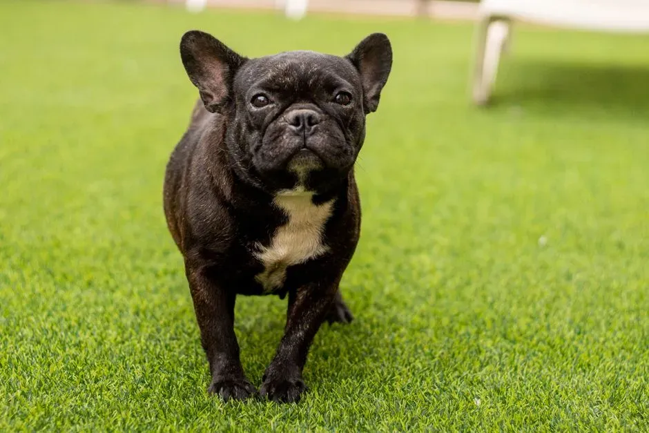 #16 - Excusing Reactivity and Snapping as "Small Dog Attitude" (Image Credits: Pexels)