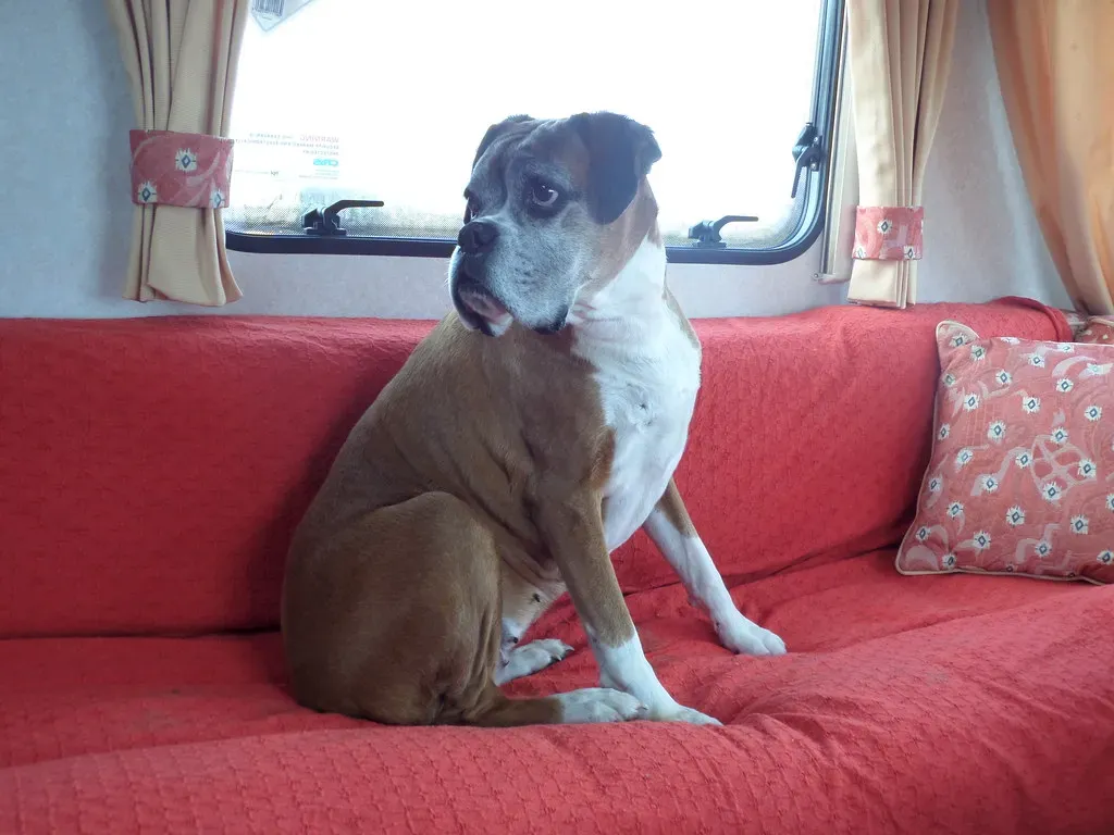 Boxer (Image Credits: Flickr)