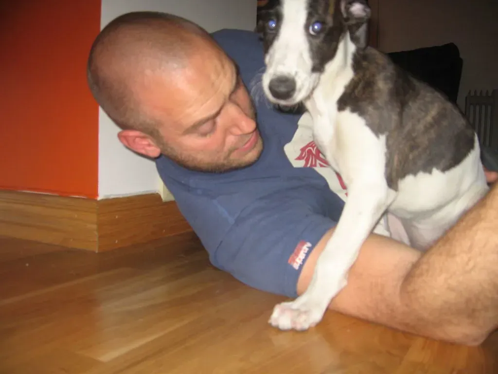 10. Greyhound: The Couch Potato You Never Expected (DianaBadi, Flickr, CC BY 2.0)