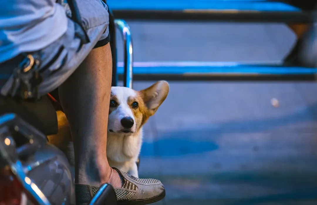 2. They Lean Into You for Comfort (Image Credits: Unsplash)