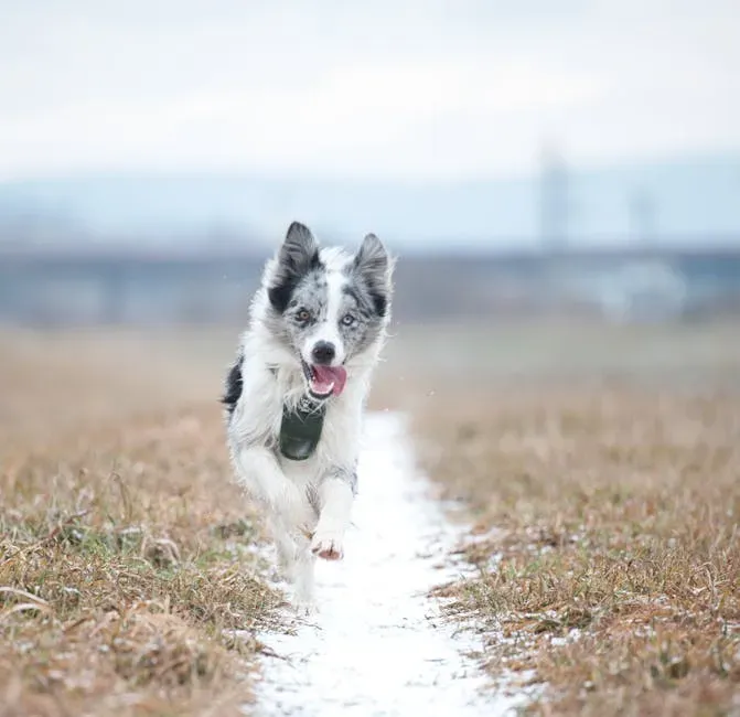 Are Zoomies Actually Good for Your Dog? The Surprising Benefits (Image Credits: Pexels)