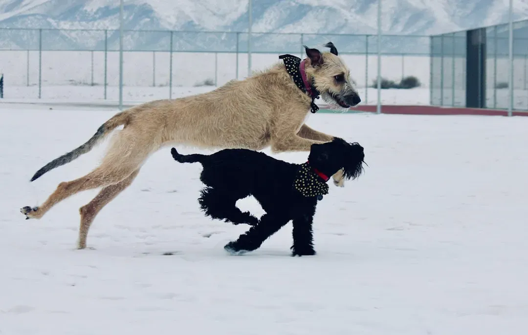 The World Transforms Into a Giant Playground (Image Credits: Unsplash)