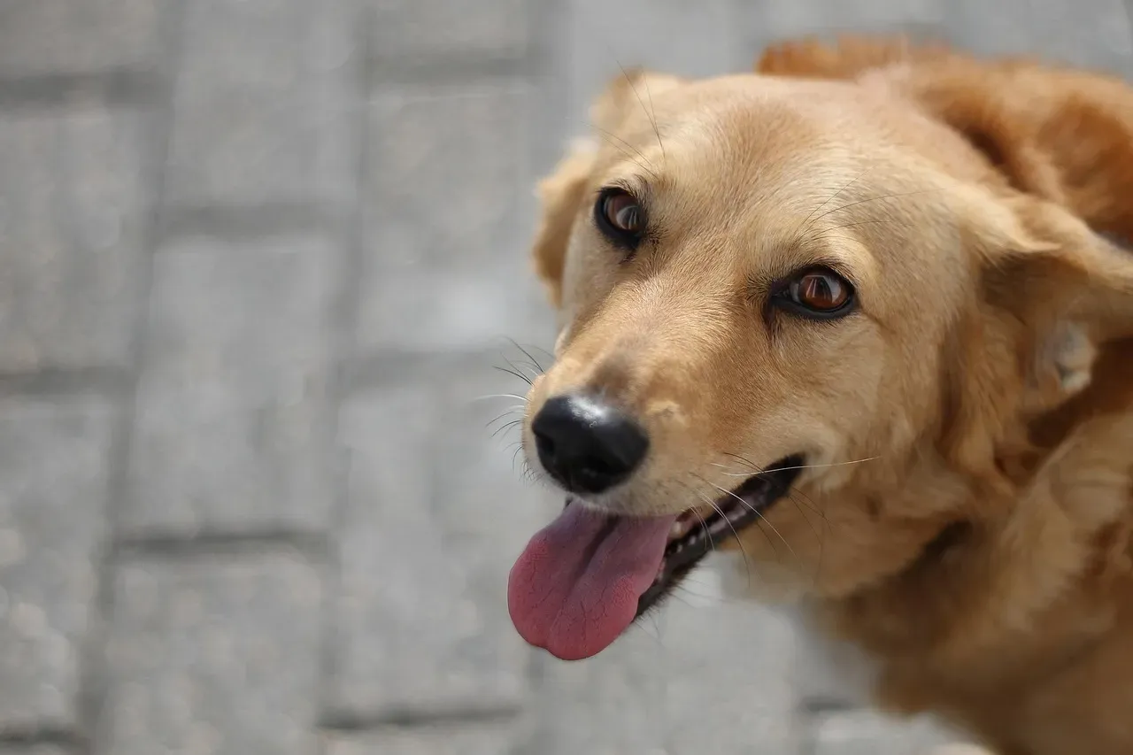 Is Your Dog “Smiling” With Their Eyes at You? (Image Credits: Pixabay)