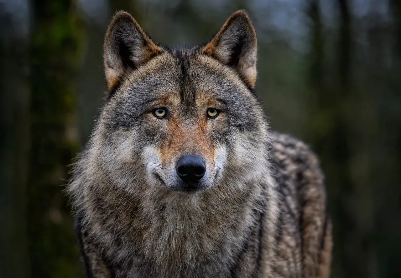 What Wolves Usually Want (And Why Most Do Not Attack) (Image Credits: Pixabay)