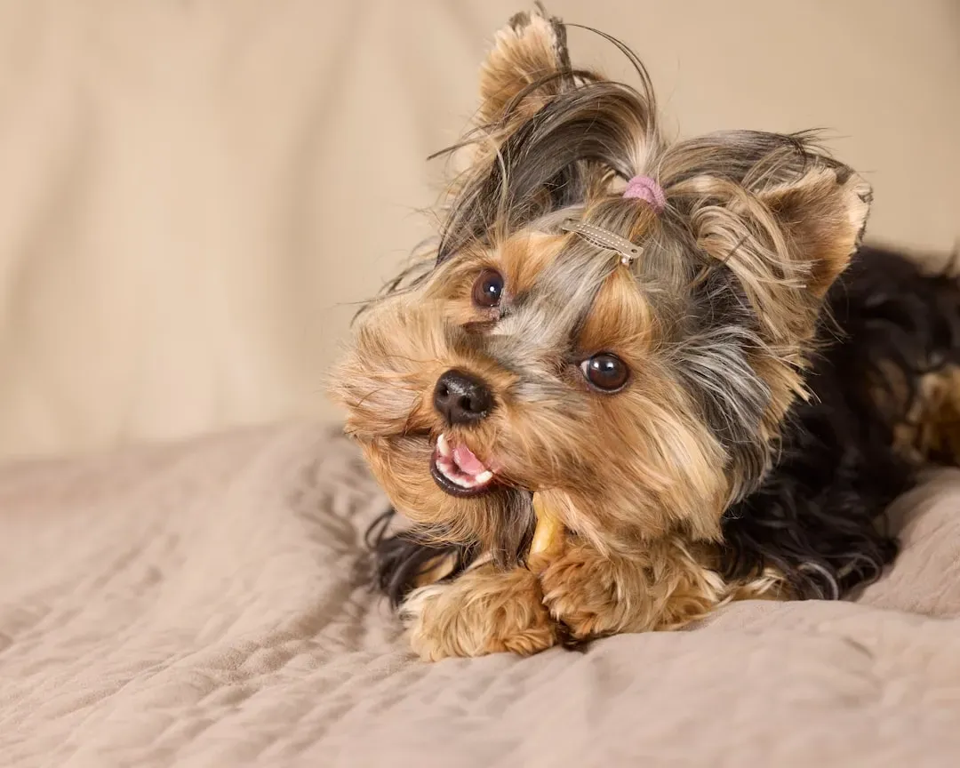 Anxiety, Boredom, and the Emotional Side of Paw Chewing (Image Credits: Unsplash)