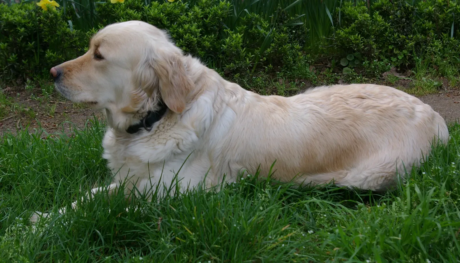 Golden Retriever (By Charles-Axel Dein, CC BY-SA 2.5)