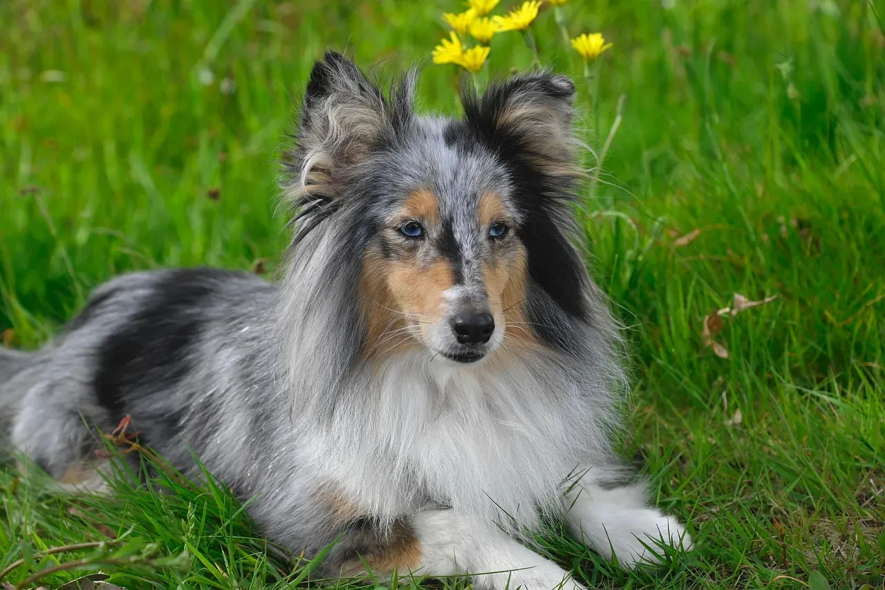 2. Shetland Sheepdog (Image Credits: Pixabay)