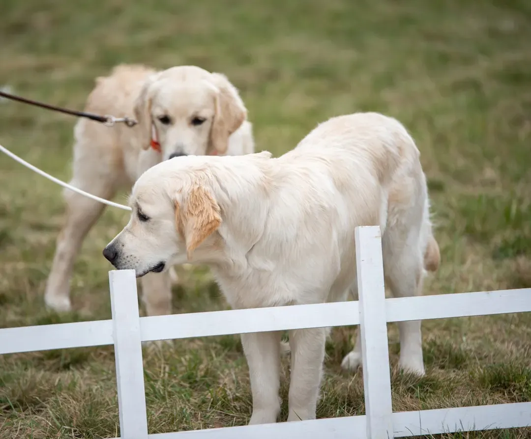 7. Shaving Double-Coated Breeds (Image Credits: Unsplash)