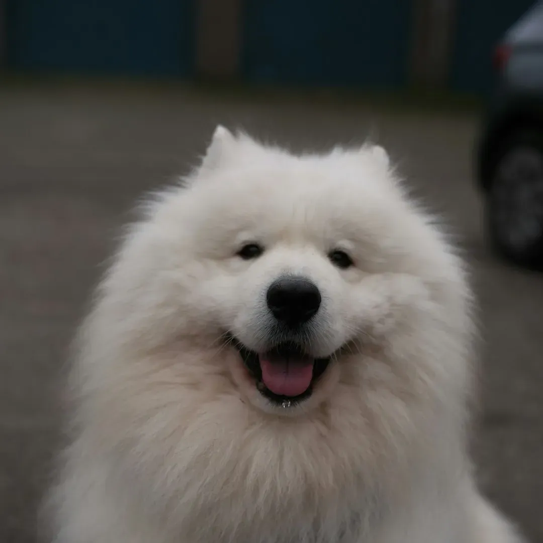 A Final Note: When Drooling Becomes a Warning Sign (Image Credits: Unsplash)