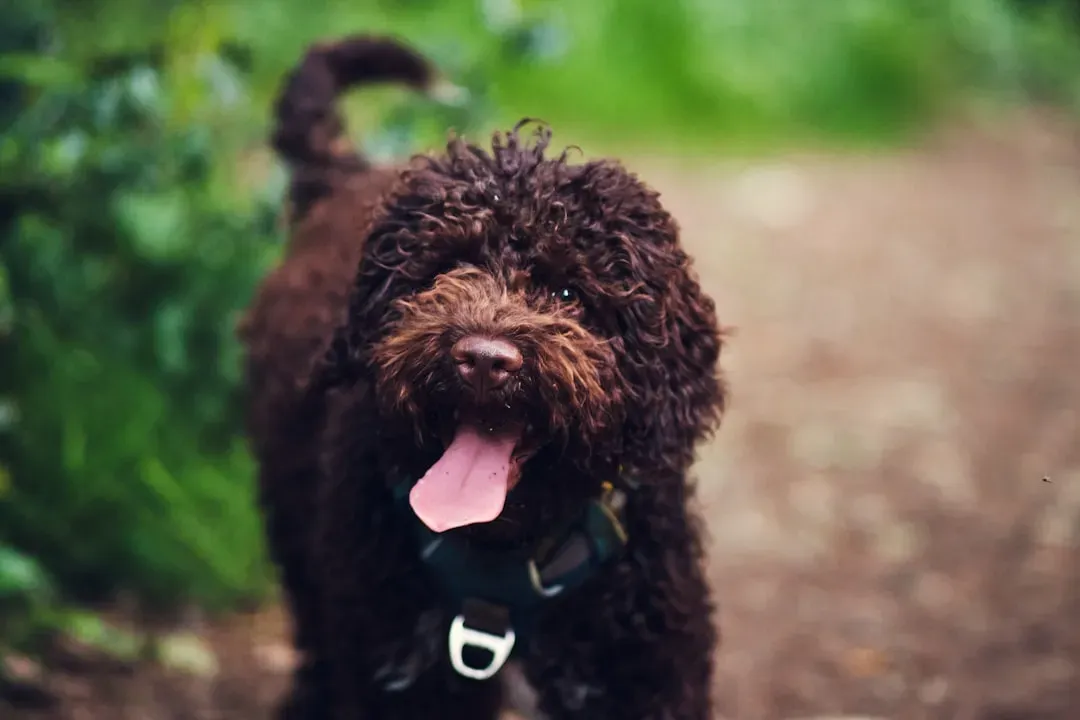 Lagotto Romagnolo (Image Credits: Unsplash)