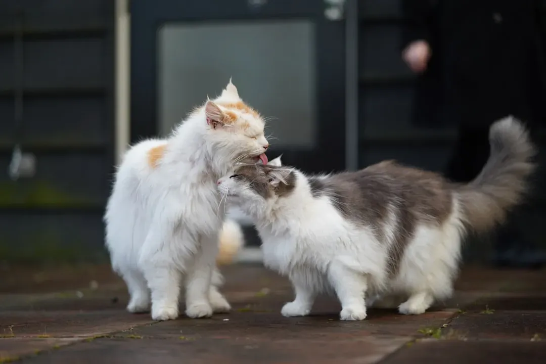 Head Bunting and Cheek Rubbing (Image Credits: Unsplash)