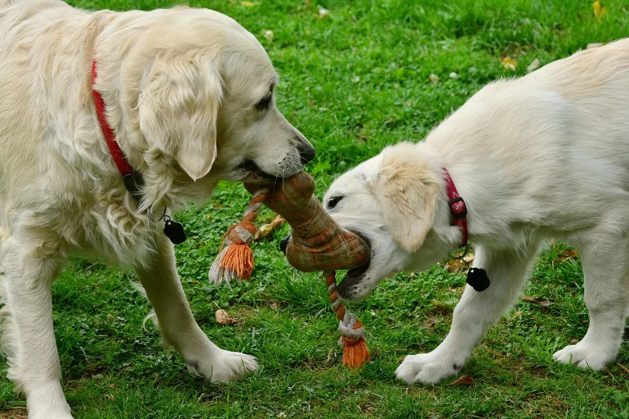 #12 - Assuming "He's a Good Dog, He'd Never Bite a Child" (Image Credits: Pixabay)