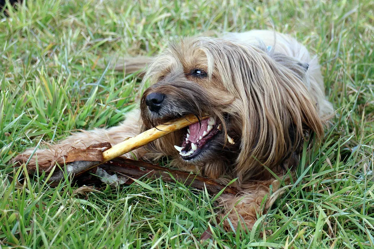 4. Add Dental Chews to Your Dog's Daily Routine (Image Credits: Pixabay)