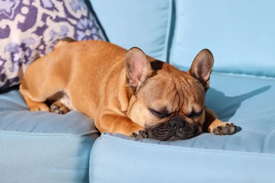 Energy Levels and Exercise Needs: Couch Potato or Compact Athlete? (Image Credits: Pexels)
