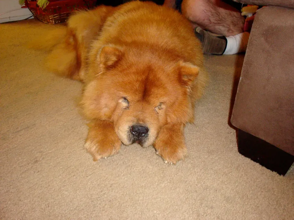 4. Chow Chow - The Magnificent Fluff Ball That Suffers in the Sun (Hey Paul, Flickr, CC BY 2.0)