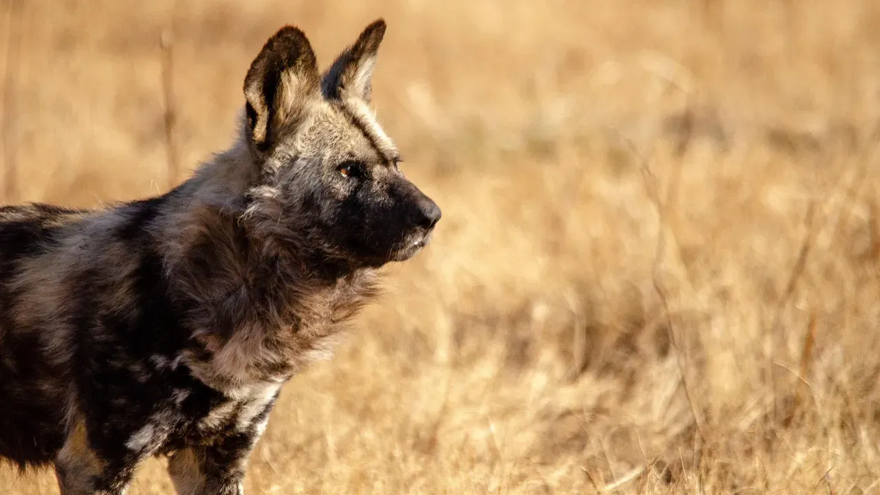 Conclusion: Are We Really So Different From Sneezing Wild Dogs? (Image Credits: Pixabay)