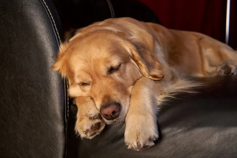#5 - Realizing Your Sofa Is Officially Community Property (Image Credits: Pexels)
