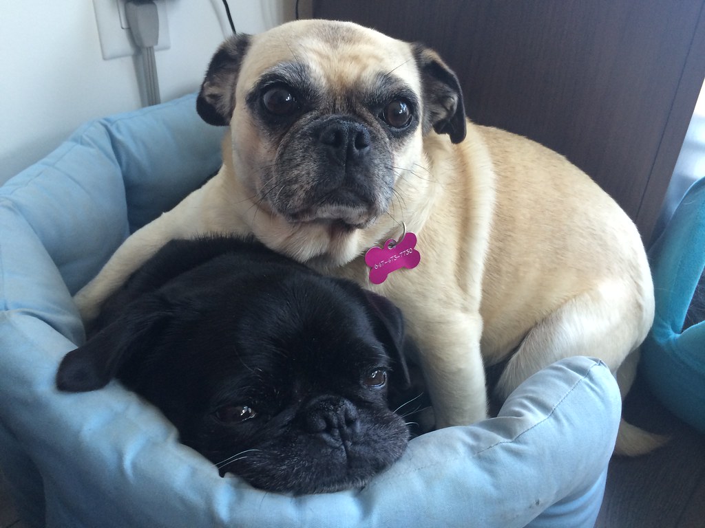 The Therapy Dog Connection: Pugs for All Signs (Image Credits: Flickr)