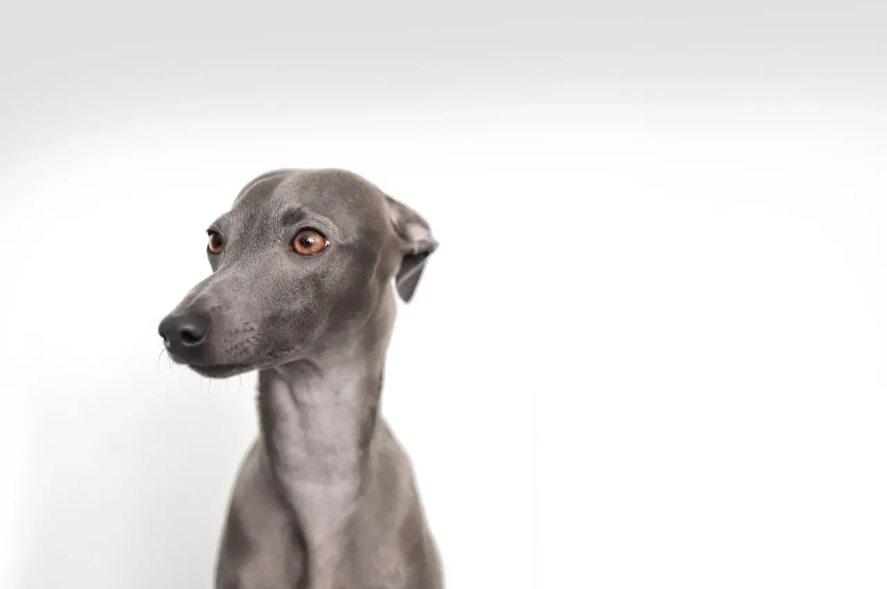 6. Italian Greyhound: Fragile and Delicate (Image Credits: Pixabay)