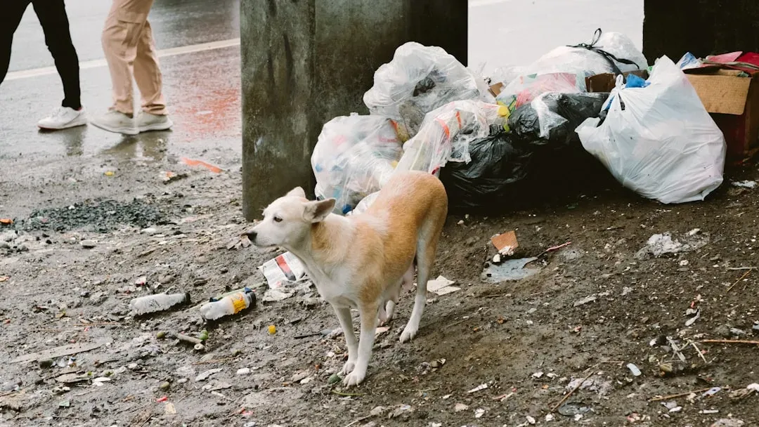 Sign 9: Getting into the Trash or Counter-Surfing (Image Credits: Unsplash)