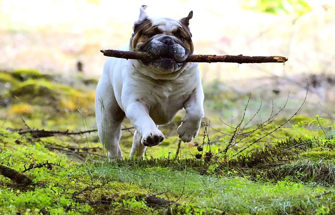 Studies Reveal Dogs Distinguish Basic Emotional Faces (Image Credits: Pixabay)
