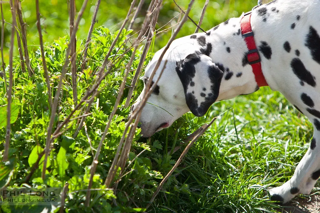 The Scent Connection: What Your Nose Can't Tell You (SkyFireXII, Flickr, CC BY 2.0)