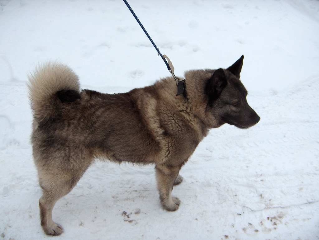 Norwegian Elkhound (Image Credits: Wikimedia)