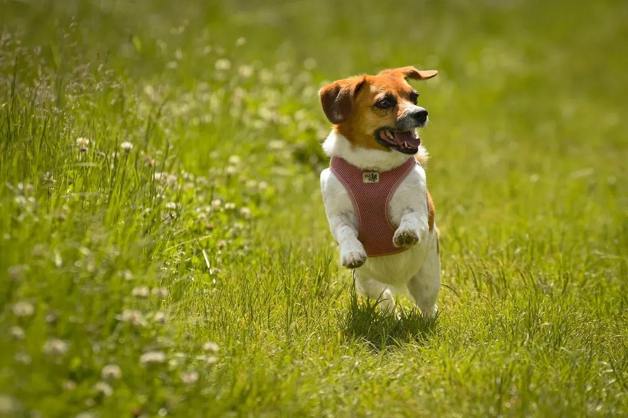 Beagle: Small but Steadfast (Image Credits: Pixabay)